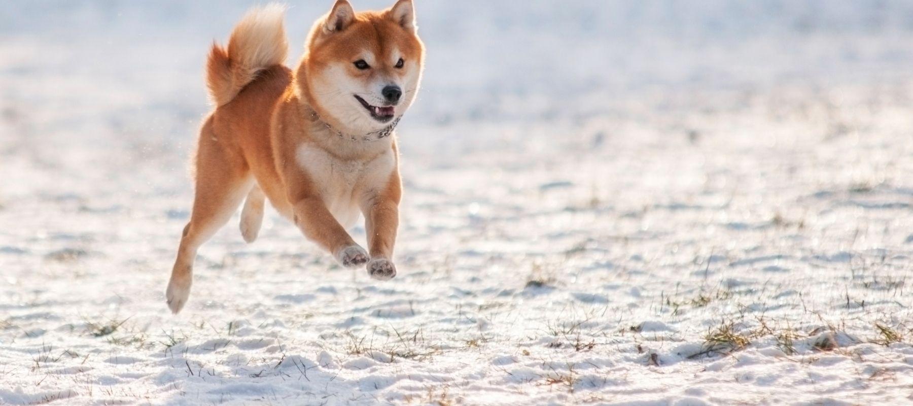 Running Shiba Inu Dog 