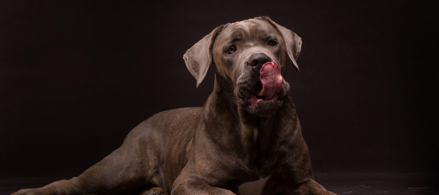 Why Your Italian Mastiff Experiences Anxiety - Calming Dog
