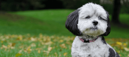 Why Your Shih Poo Paces for No Reason: Anxiety - Calming Dog