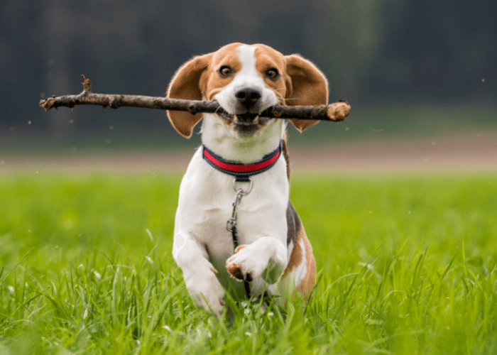 Beagle Dog Breed Characteristics & Information - Calming Dog