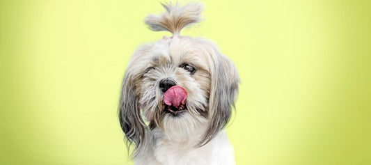 How To Help Your Shih Tzu Rescue Overcome Stress and Anxiety - Calming Dog