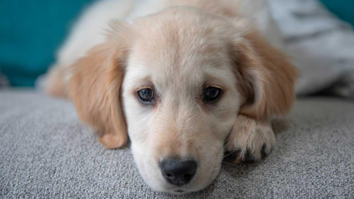 Goldador Puppy with sad face