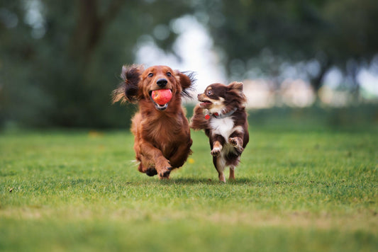 two dogs running through park with ball