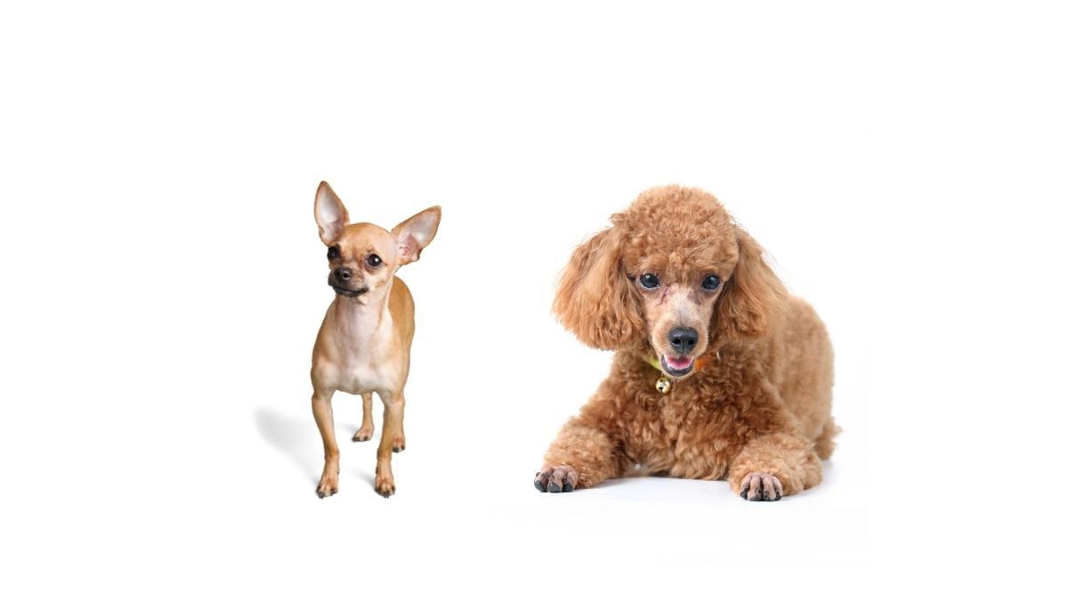 Photo of a Chihuahua and a Poodle side by side