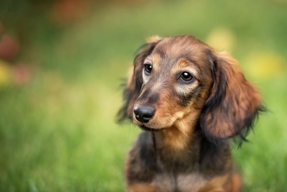close up of long haired dachshund 