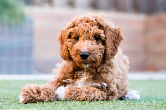 irish doodle puppy laying in the grass