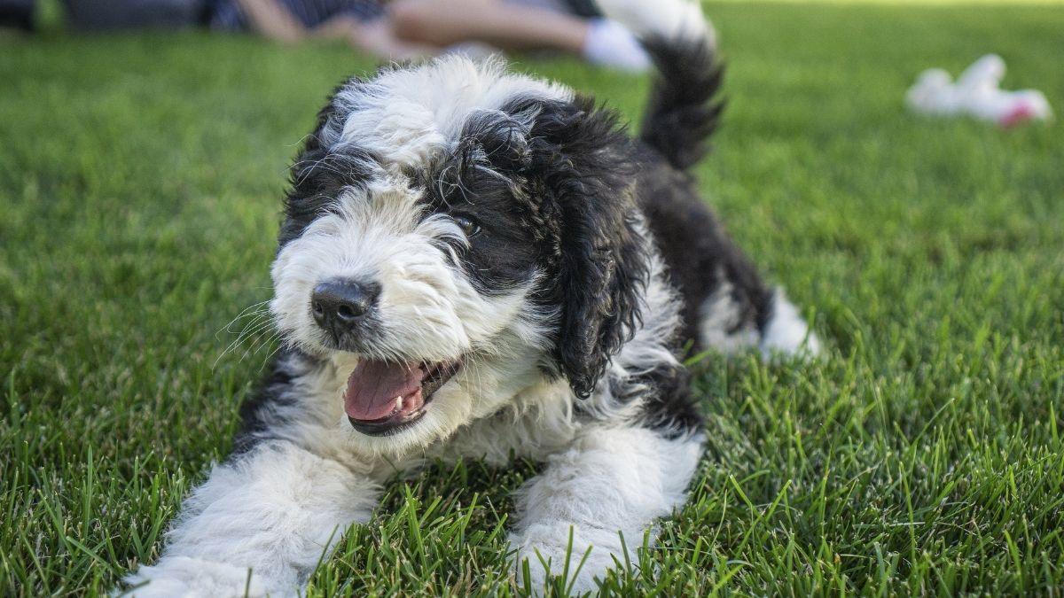 White and black Bernadoodle puppy laying on the grass.