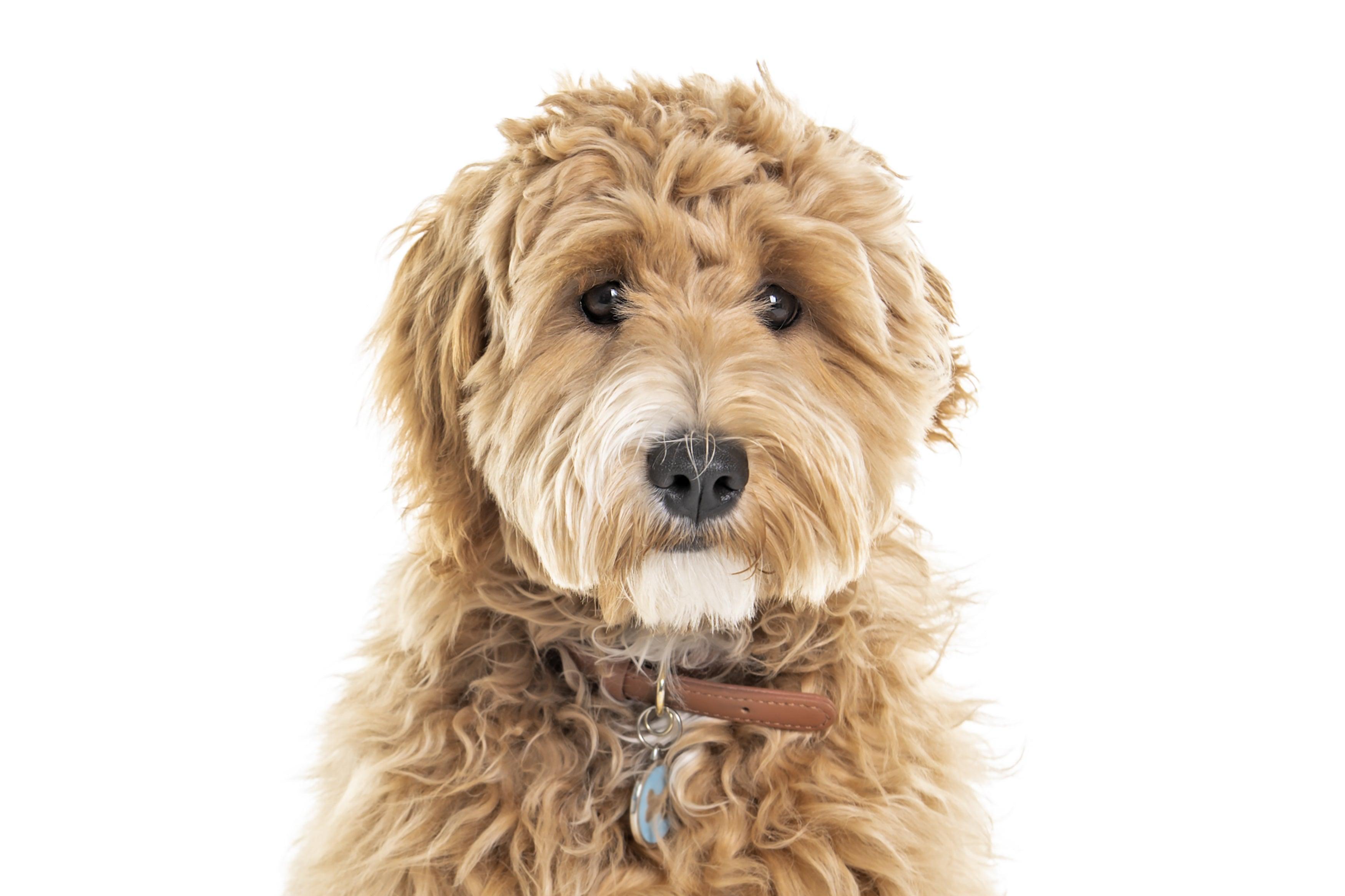 goldendoodle in front of white background