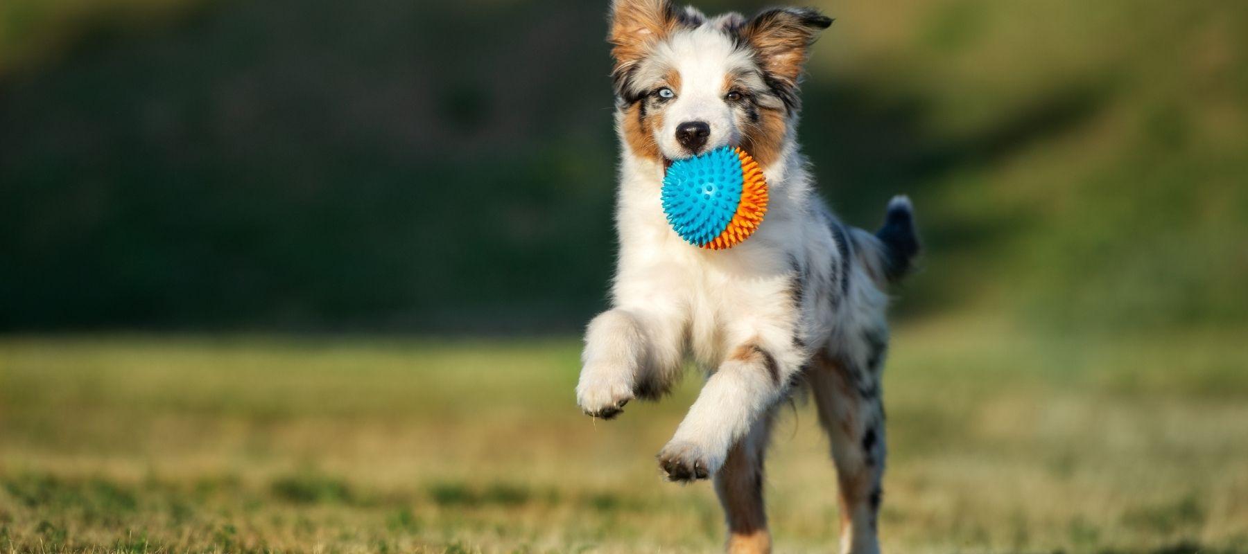 Why Your Blue Merle Aussie Experiences Stress - Calming Dog