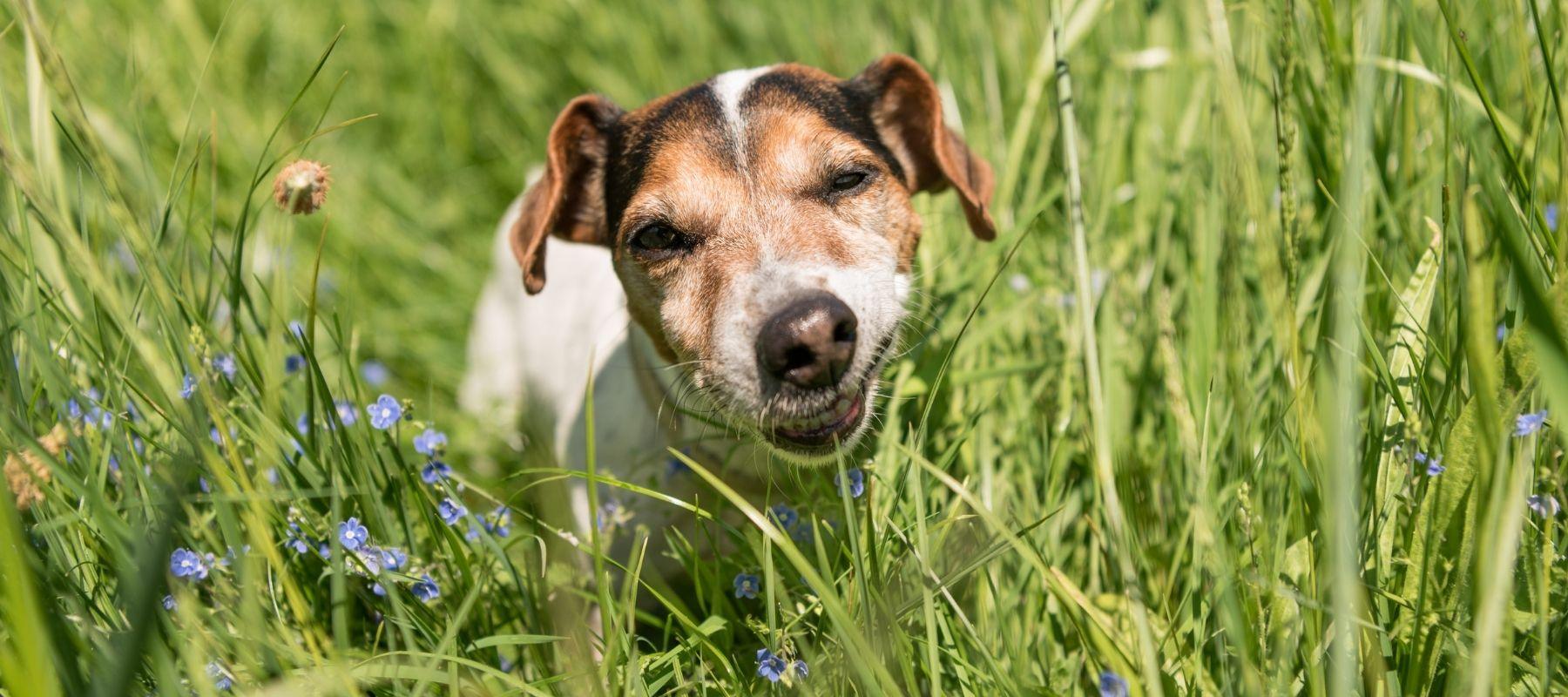 Why Do Dogs Eat Grass? - Calming Dog