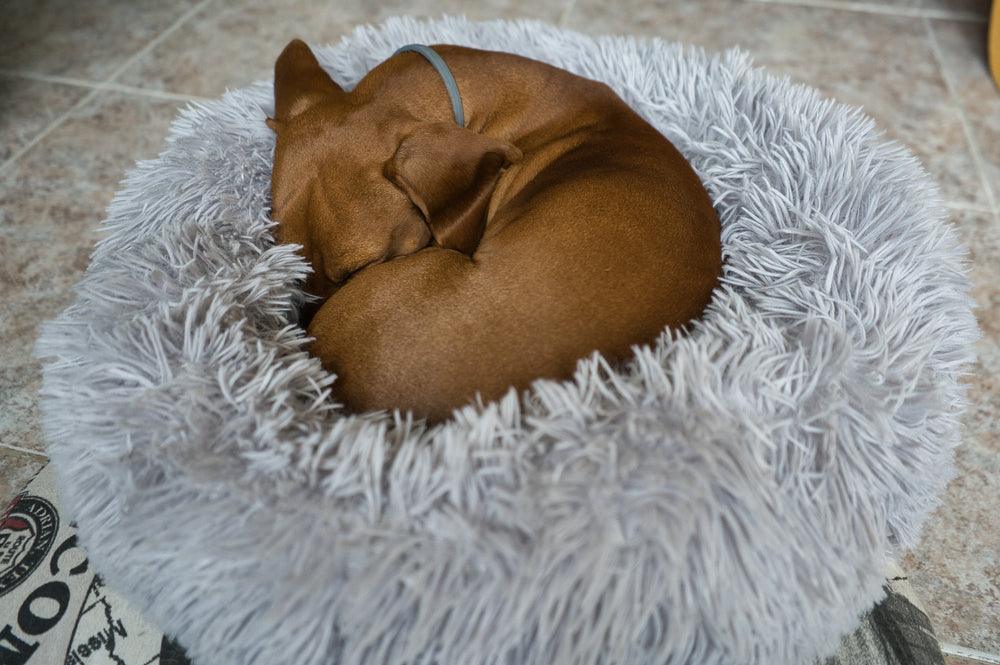 dog curled up in dog bed
