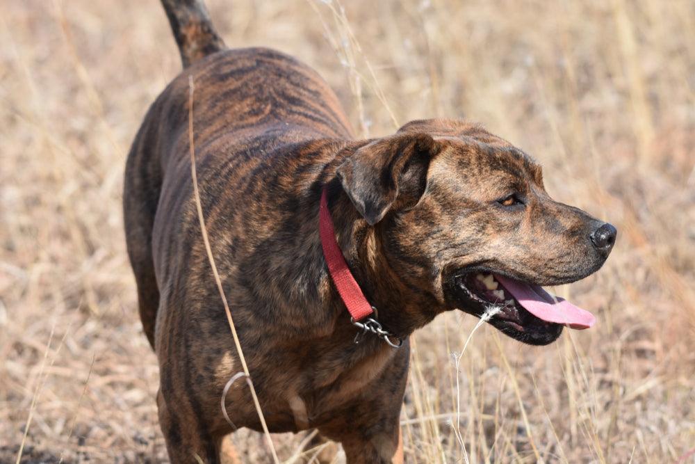 brown dog mountain cur outdoors