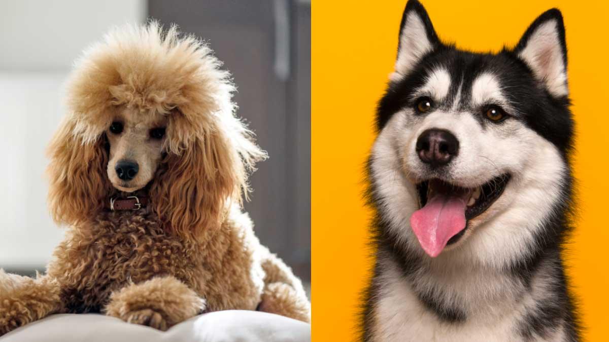 Photo of a Poodle and a Husky side by side