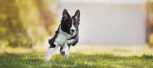 Husky Boarder Collie Dog Running