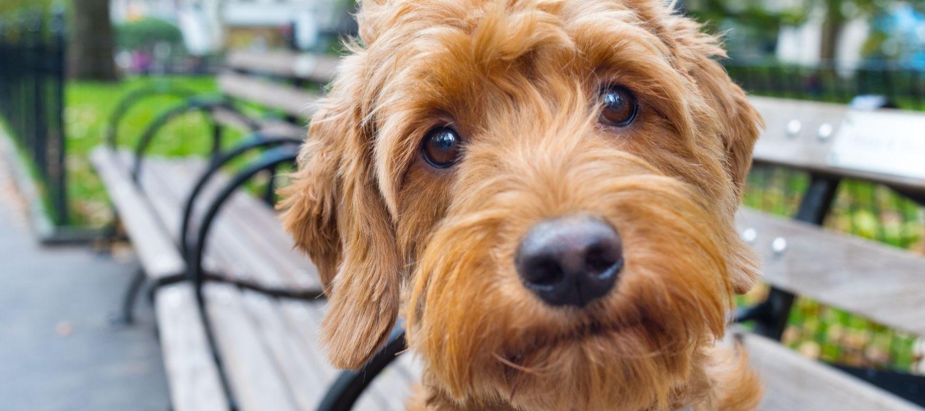 Why Your Teacup Goldendoodle Experiences Stress and Anxiety - Calming Dog