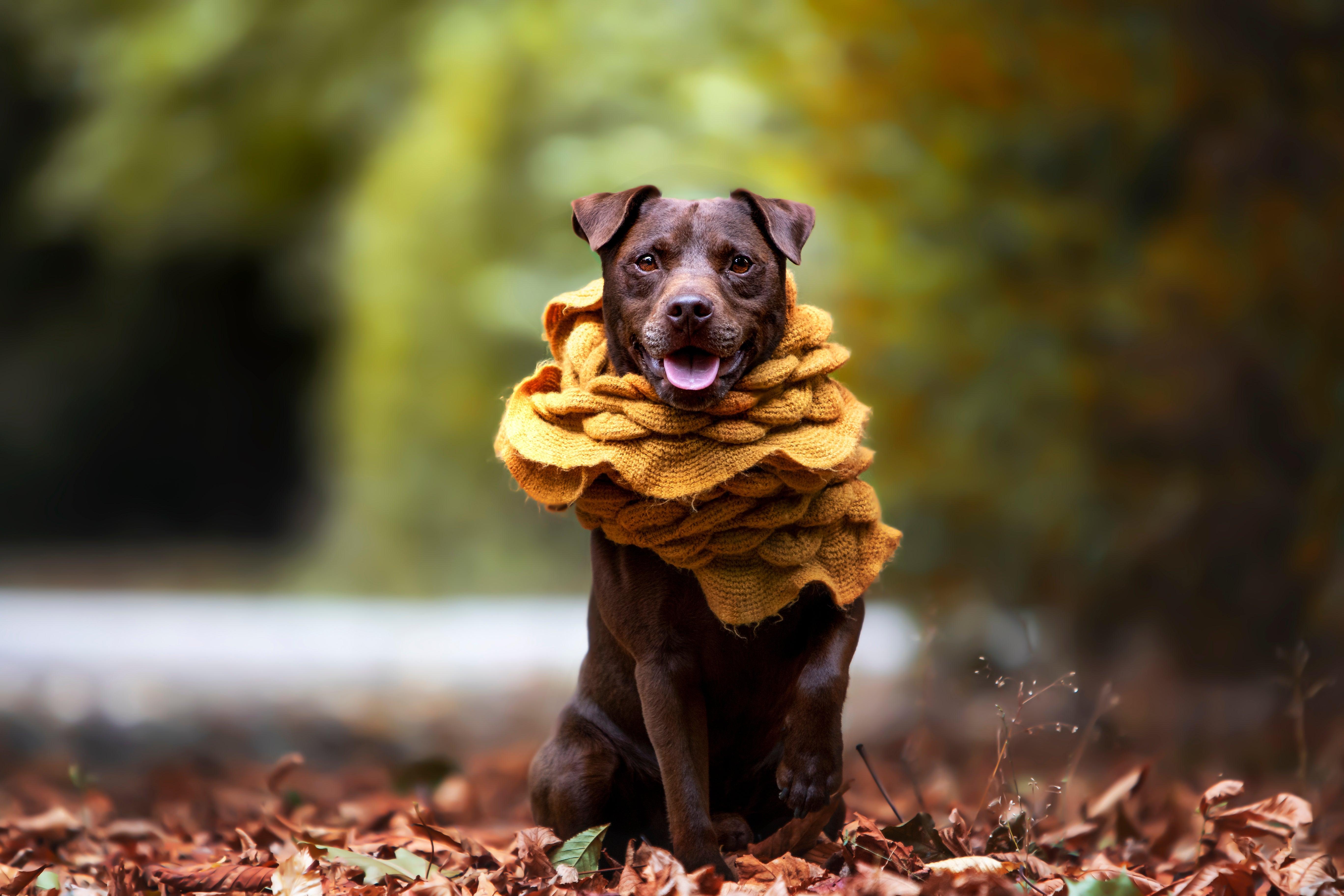 patterdale terrier wearing a yellow scarf