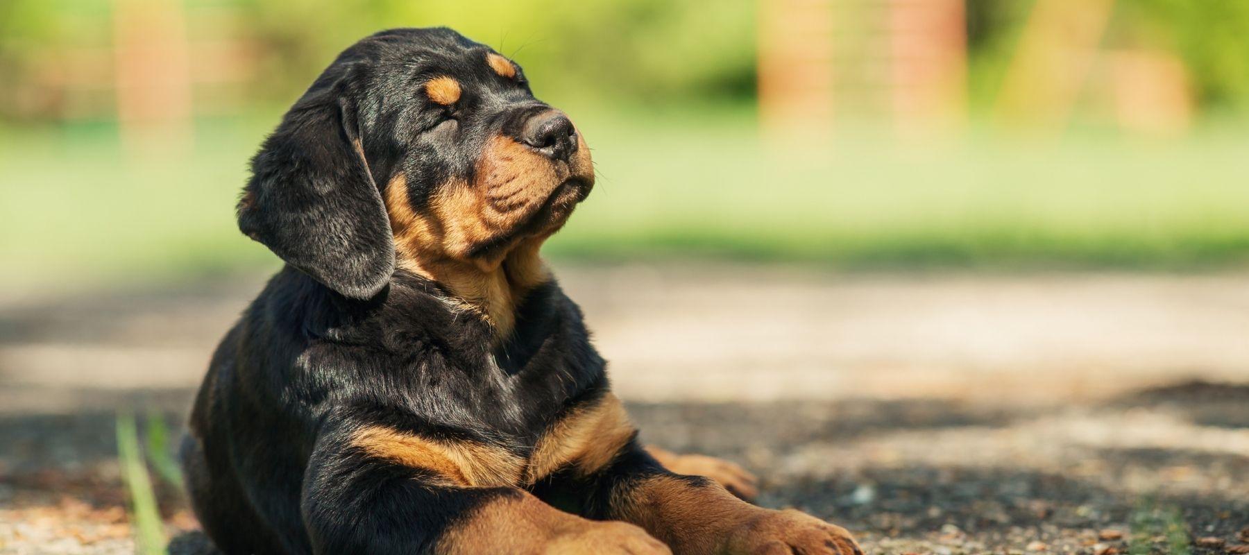 Why Rottweiler Puppies Experience Separation Anxiety - Calming Dog