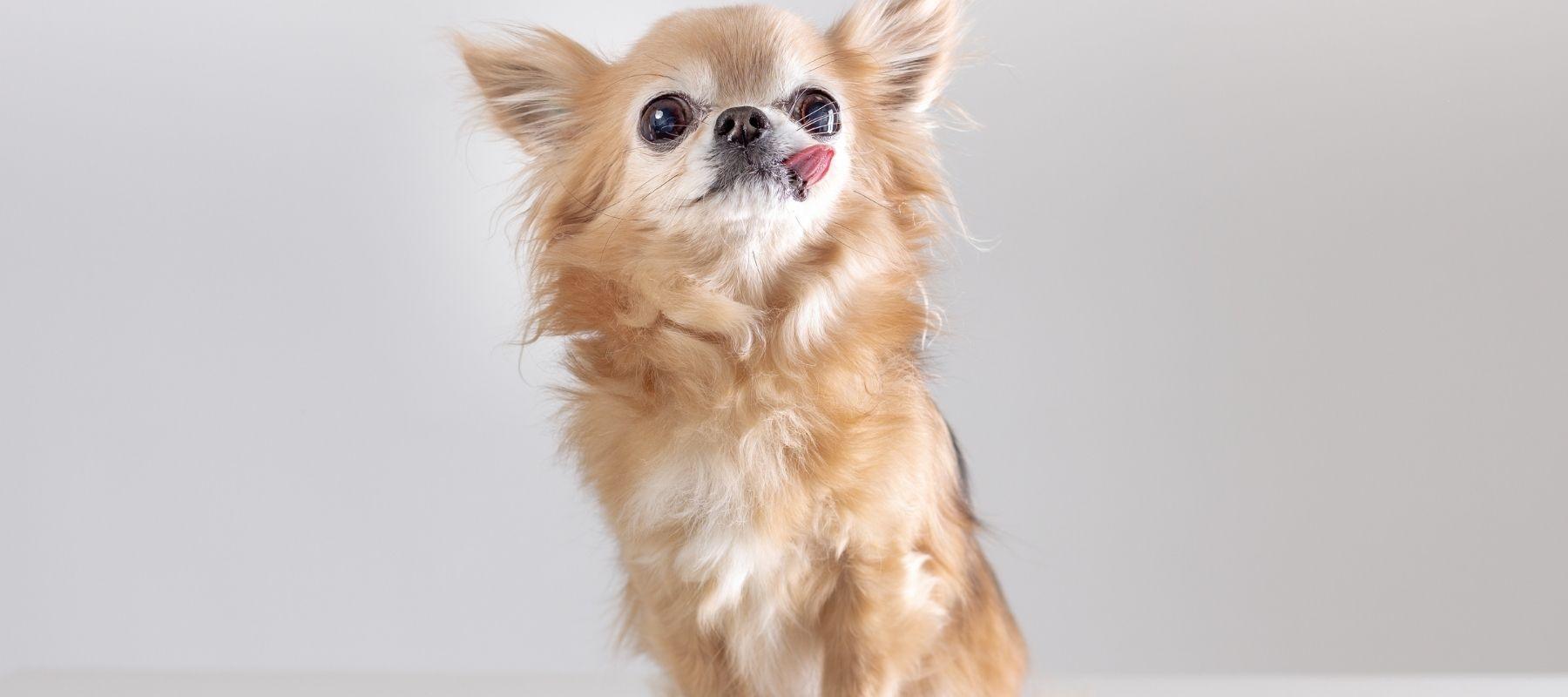 Best Chihuahua Beds to Manage Stress and Anxiety - Calming Dog