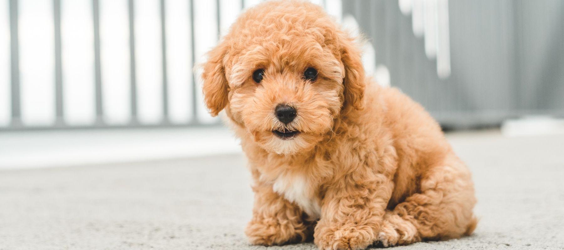 Why Your Miniature Goldendoodle Experiences Separation Anxiety - Calming Dog