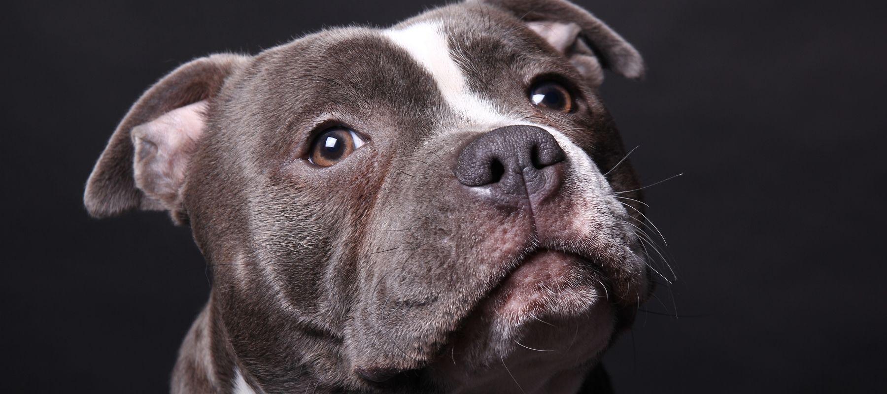 How To Help Your French Pitbull Manage Stress and Anxiety - Calming Dog