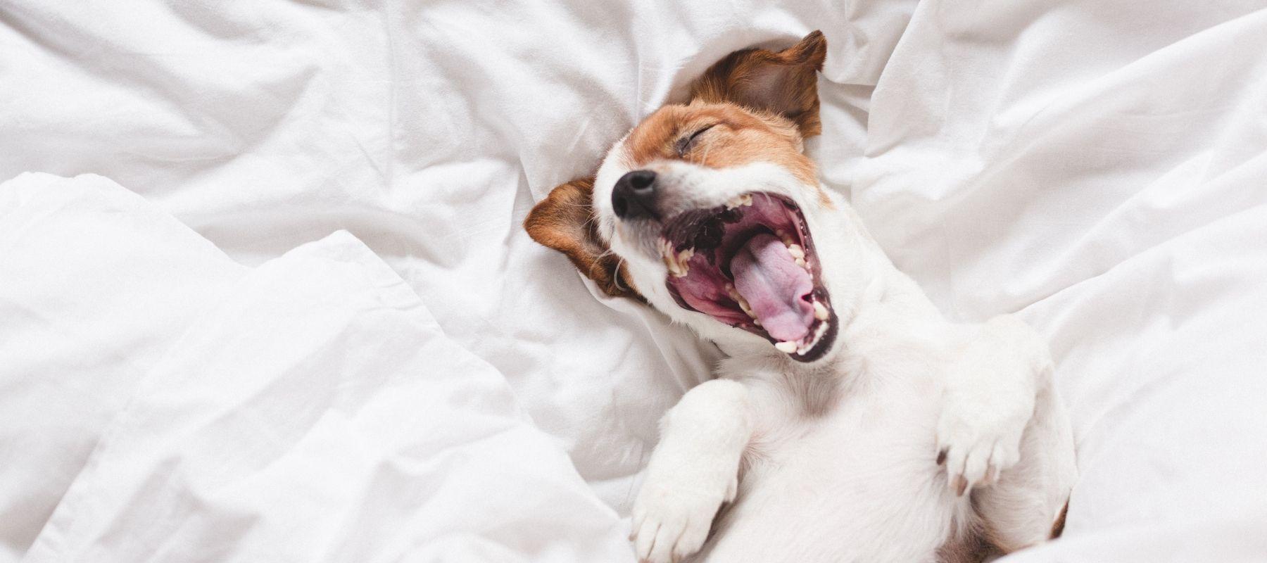 Puppy yawning on bed
