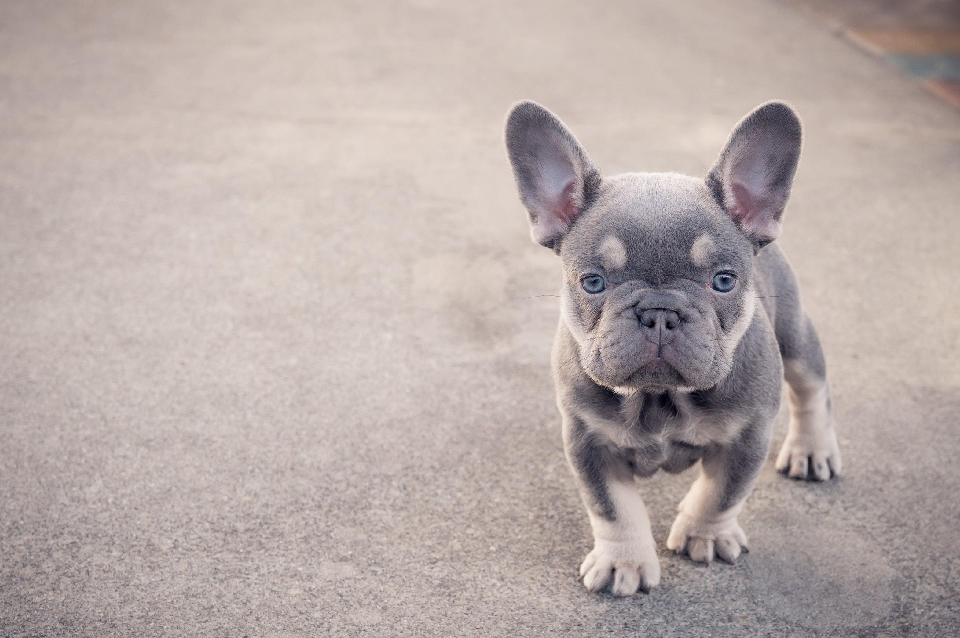 french bulldog puppy walking on concrete