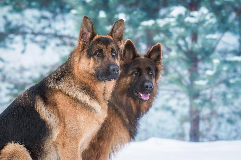 two german shepherds sitting in the snow