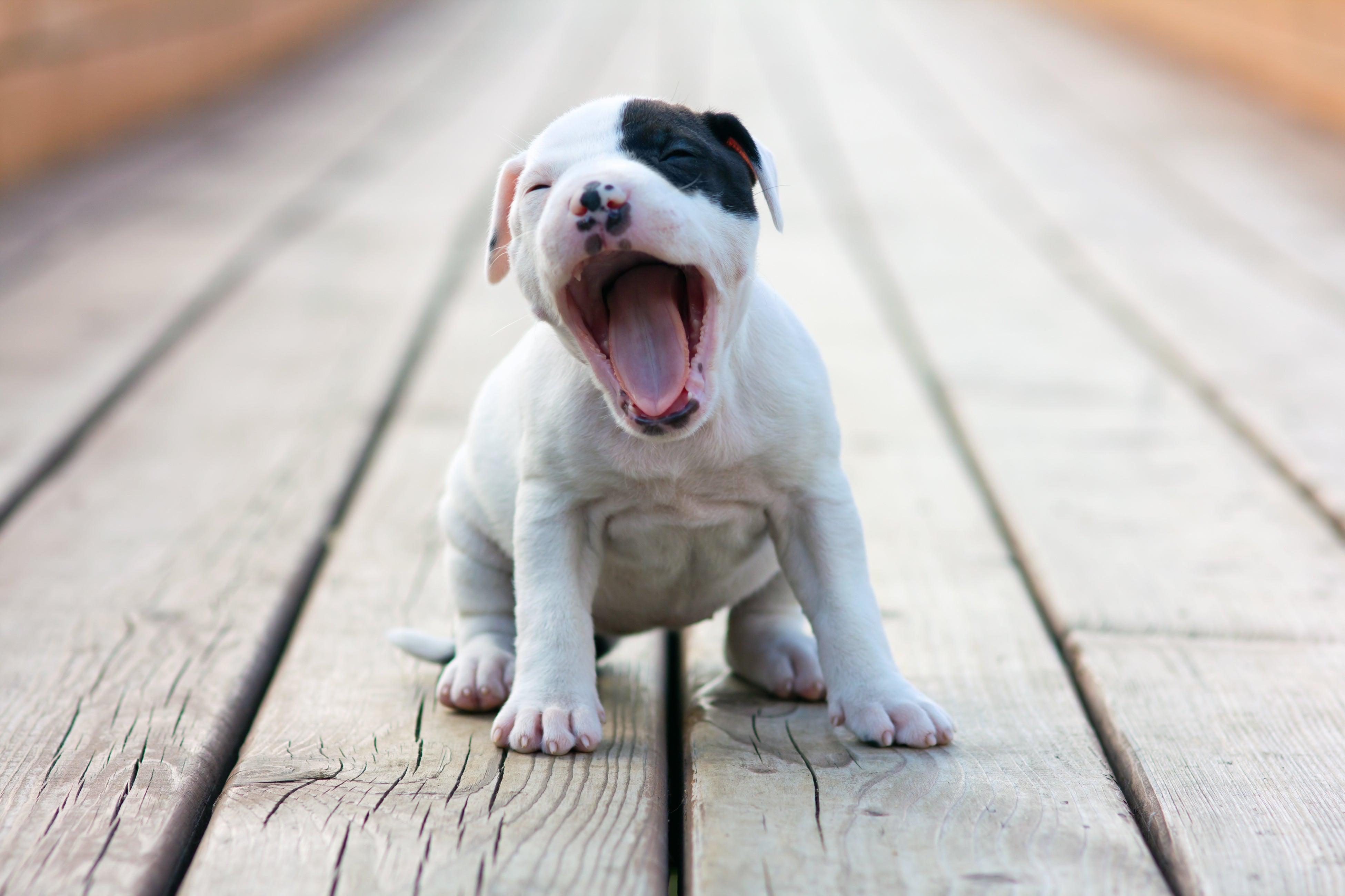 pitbull puppy yawning while sitting