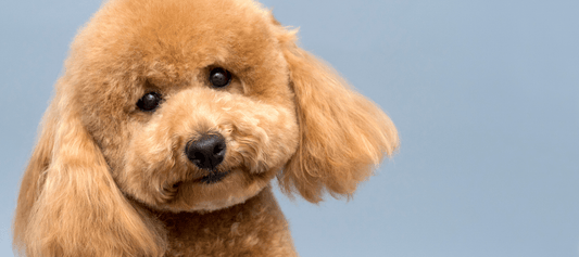 How to Treat and Prevent Teacup Poodle Separation Anxiety - Calming Dog