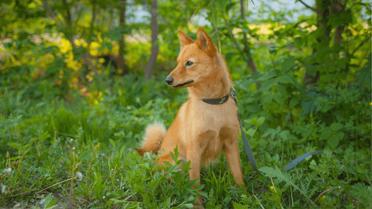 Karelian Bear Dog sitting in the grass