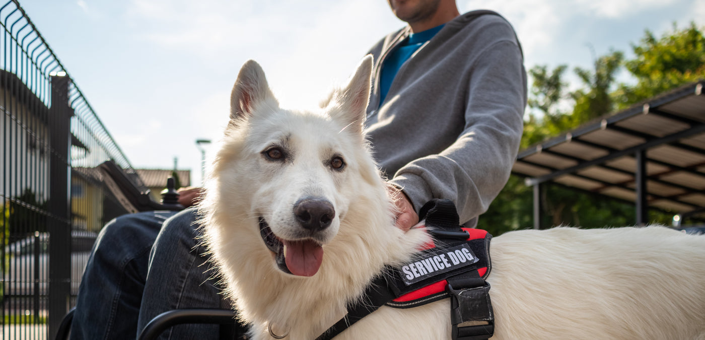 A Service Dog: Assisting Individuals With Disabilities
