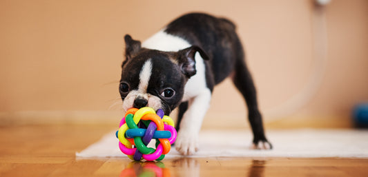 Toys Can Ease Your Dog's Separation Anxiety