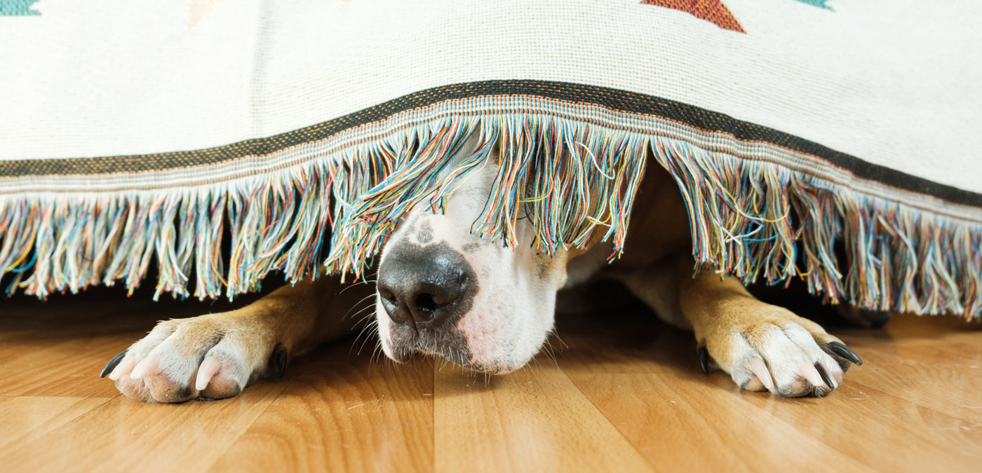 Quiet the Storm: Tips for Calming Dogs in Thunderstorms