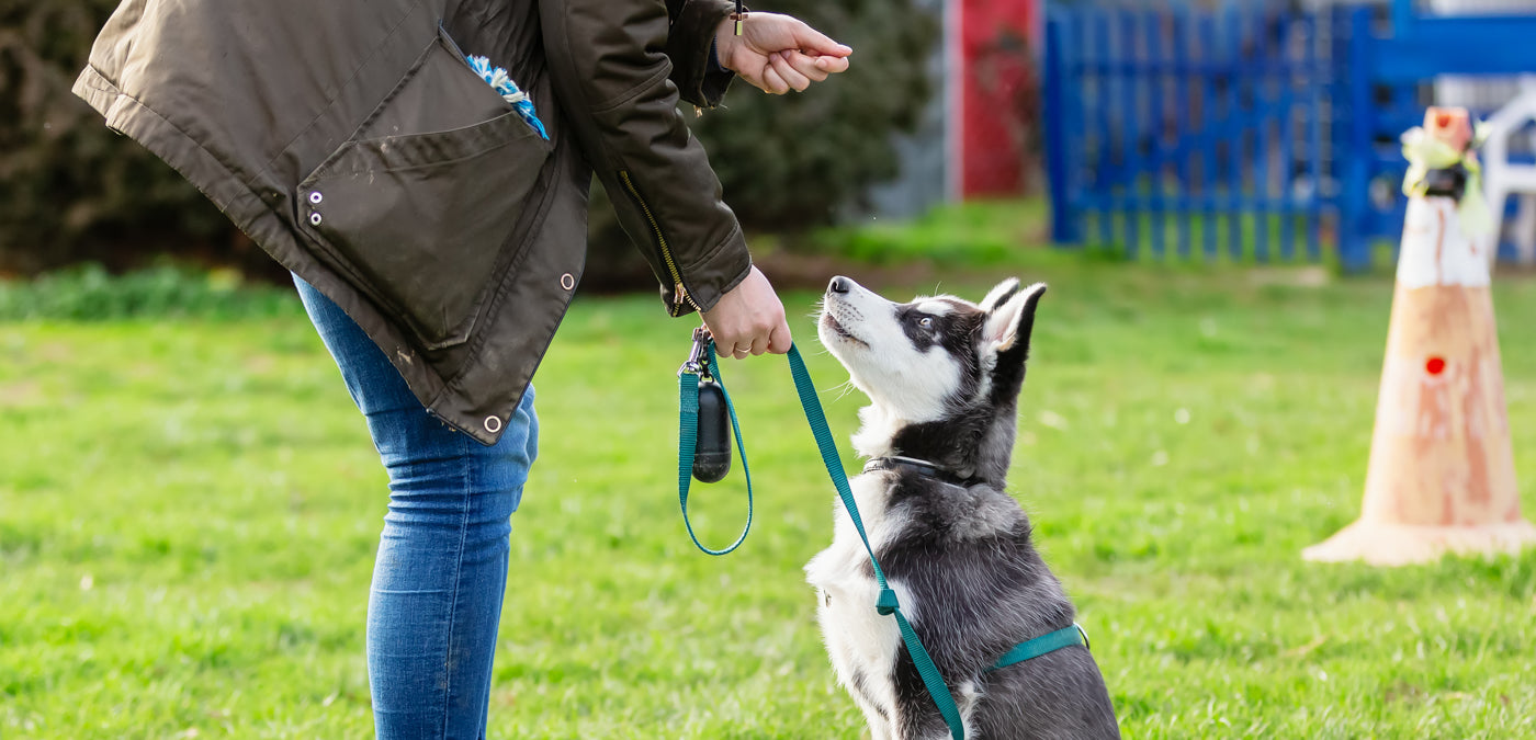 Obedience Training: Keep Your Dog on Track