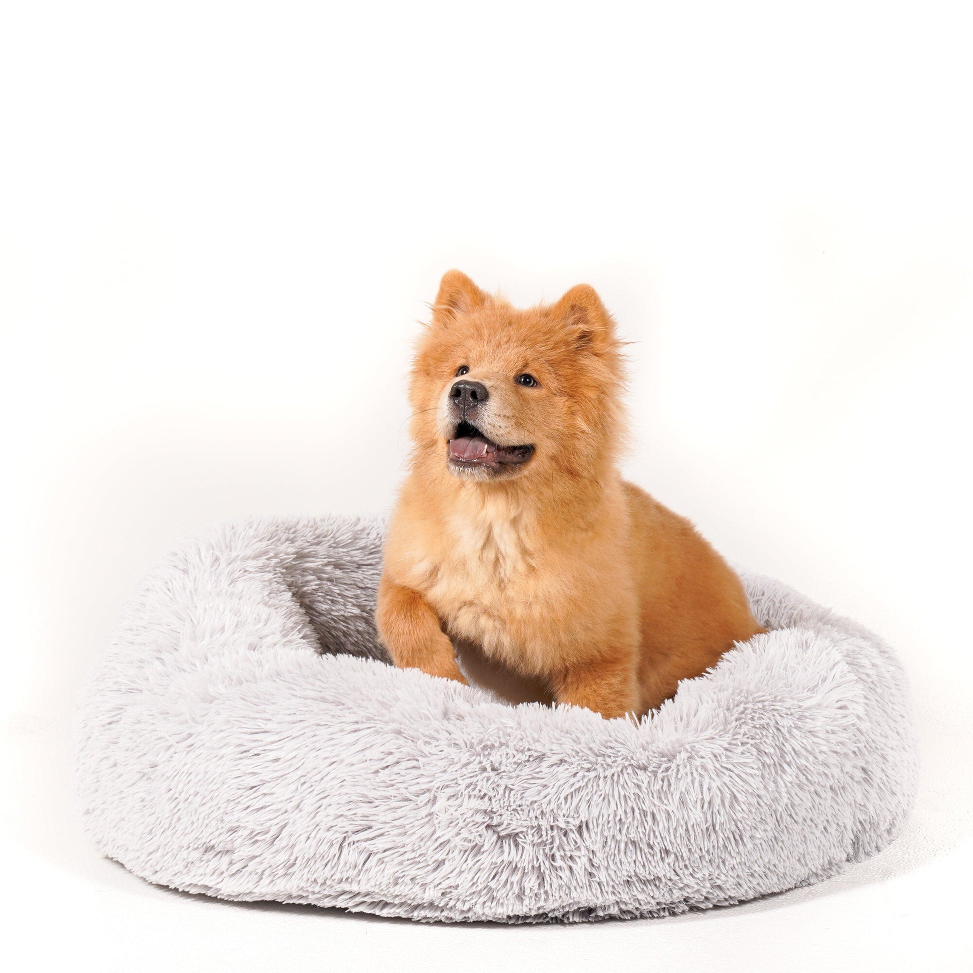 Calming Cuddle Bed Plus+ Memory Foam - Calming Dog